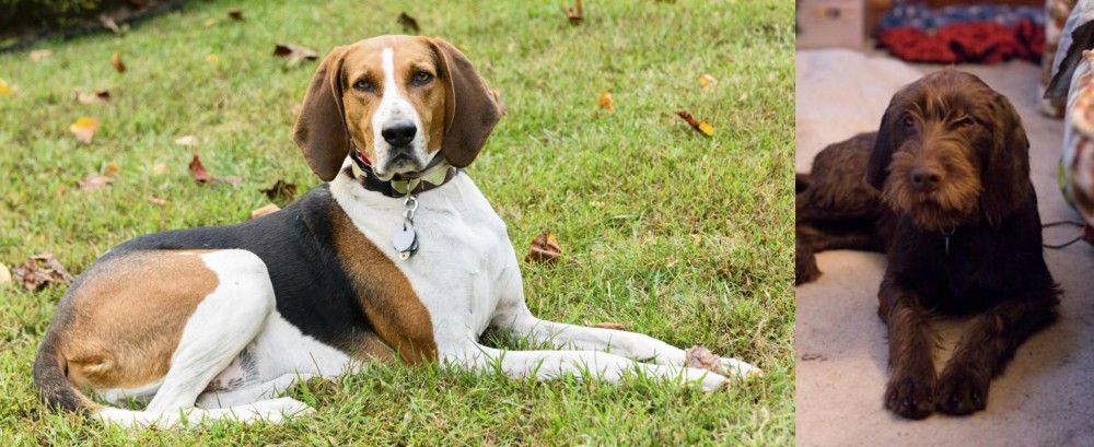 Pudelpointer vs American English Coonhound - Breed Comparison