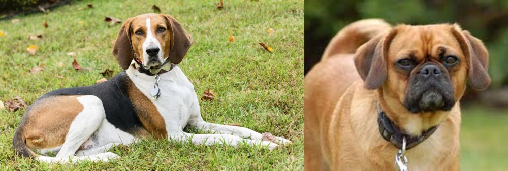 Pugalier vs American English Coonhound - Breed Comparison