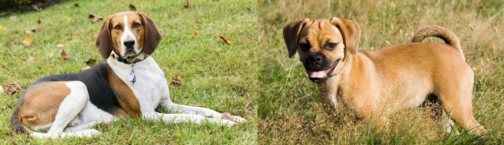 Puggle vs American English Coonhound - Breed Comparison