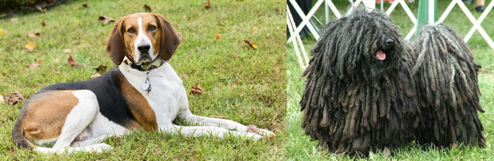 Puli vs American English Coonhound - Breed Comparison