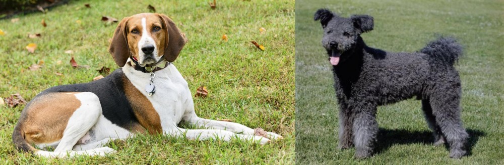 Pumi vs American English Coonhound - Breed Comparison