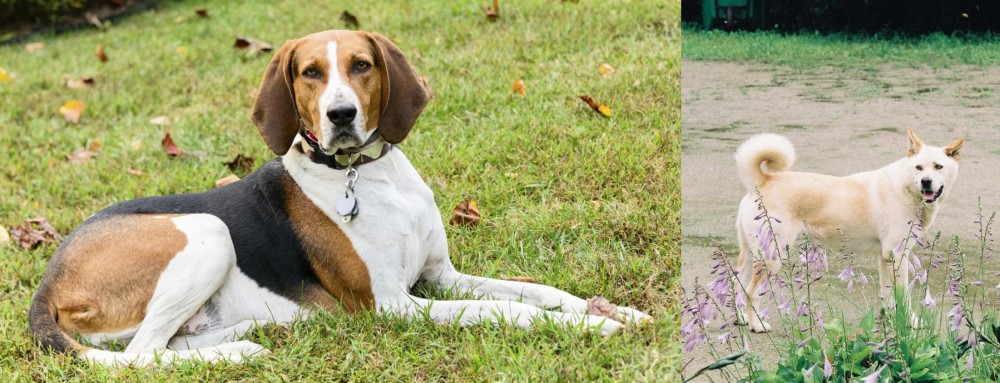 Pungsan Dog vs American English Coonhound - Breed Comparison