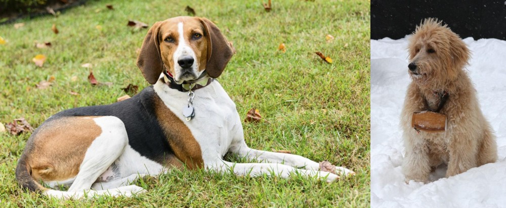 Pyredoodle vs American English Coonhound - Breed Comparison