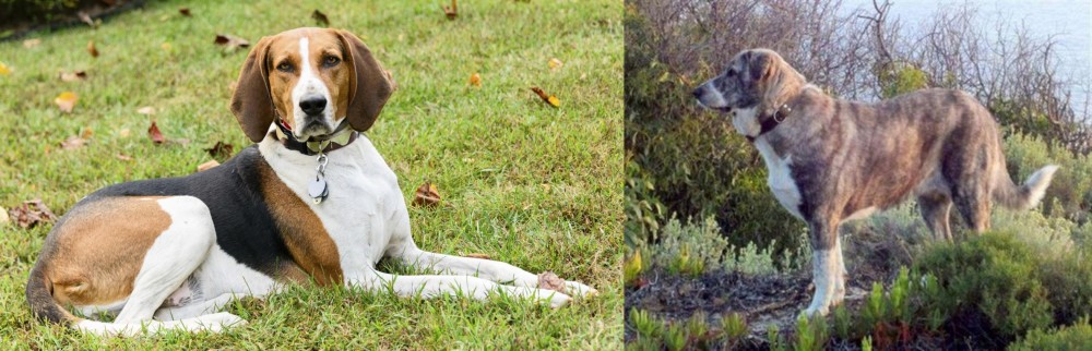 Rafeiro do Alentejo vs American English Coonhound - Breed Comparison