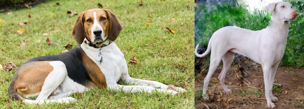 Rajapalayam vs American English Coonhound - Breed Comparison
