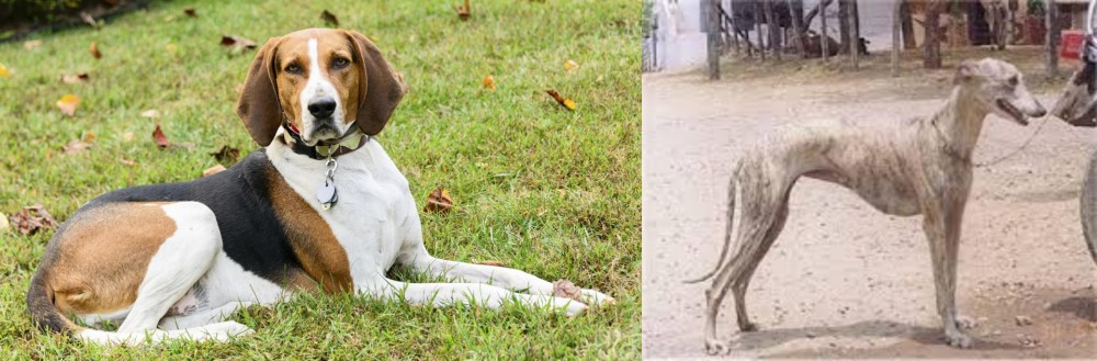 Rampur Greyhound vs American English Coonhound - Breed Comparison