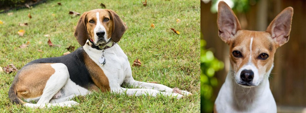 Rat Terrier vs American English Coonhound - Breed Comparison