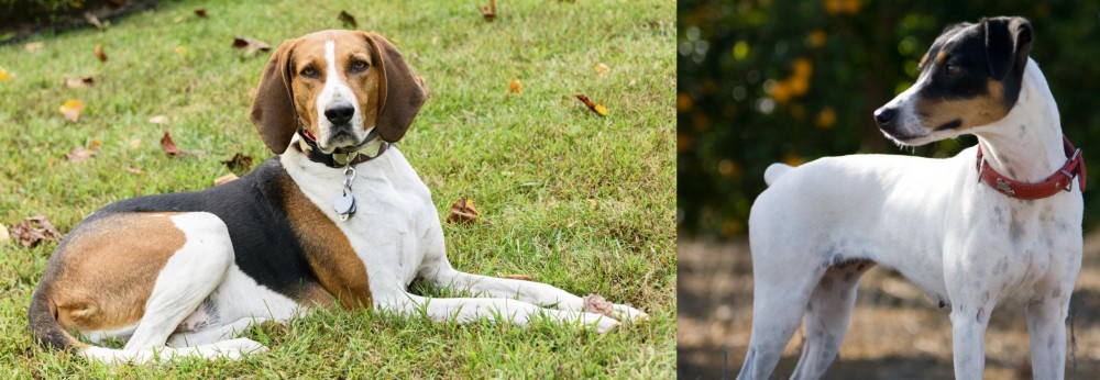 Ratonero Bodeguero Andaluz vs American English Coonhound - Breed Comparison
