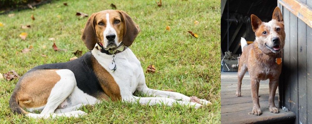 Red Heeler vs American English Coonhound - Breed Comparison