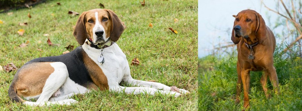 Redbone Coonhound vs American English Coonhound - Breed Comparison