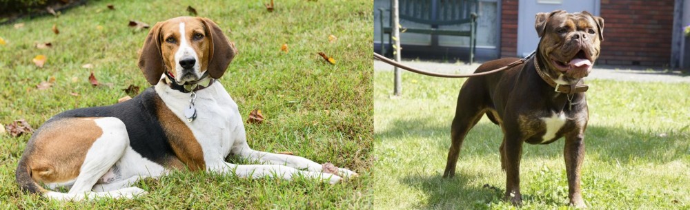 Renascence Bulldogge vs American English Coonhound - Breed Comparison