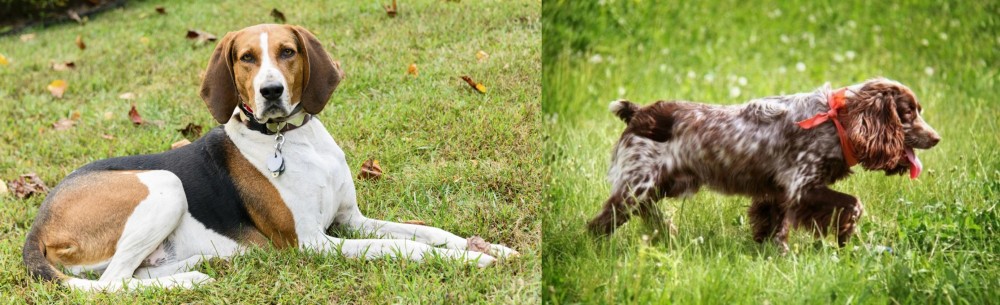 Russian Spaniel vs American English Coonhound - Breed Comparison