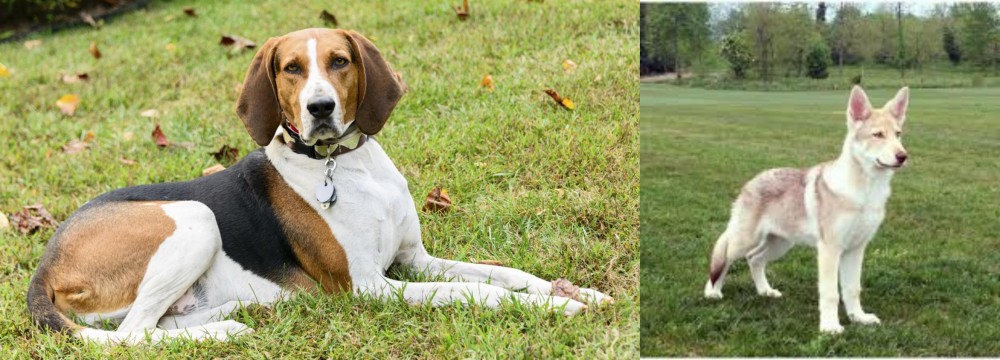 Saarlooswolfhond vs American English Coonhound - Breed Comparison