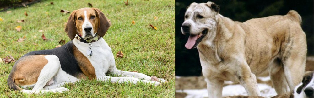 Sage Koochee vs American English Coonhound - Breed Comparison