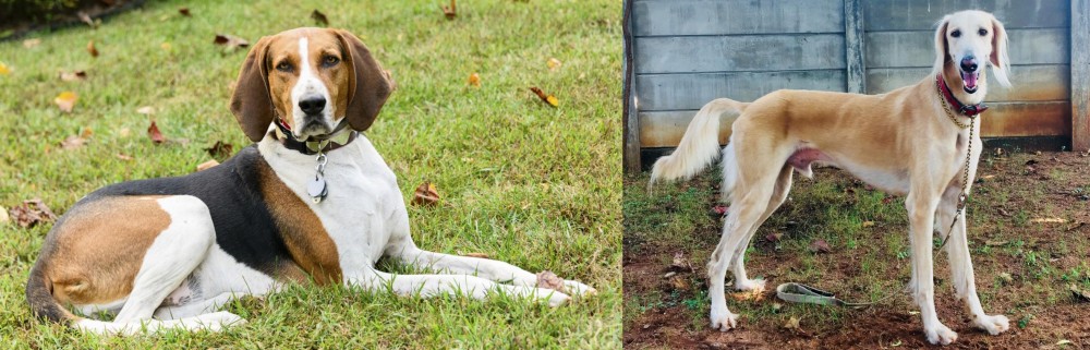 Saluki vs American English Coonhound - Breed Comparison