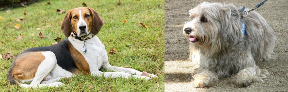 Sapsali vs American English Coonhound - Breed Comparison