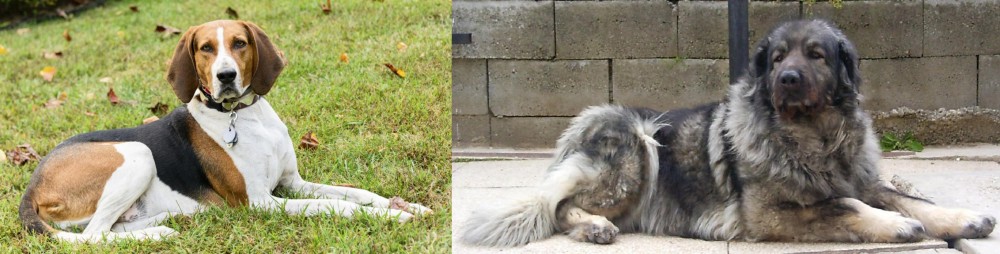 Sarplaninac vs American English Coonhound - Breed Comparison
