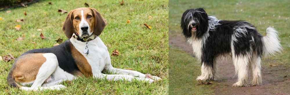Schapendoes vs American English Coonhound - Breed Comparison