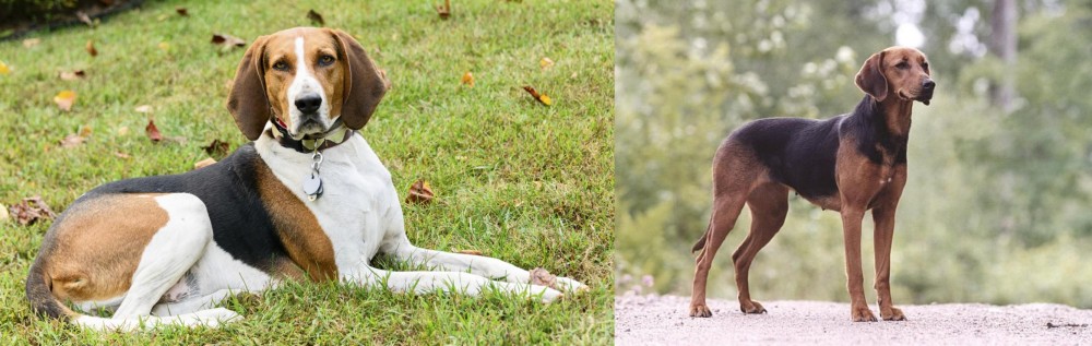 Schillerstovare vs American English Coonhound - Breed Comparison