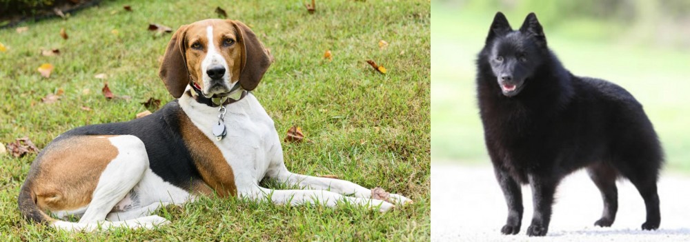 Schipperke vs American English Coonhound - Breed Comparison
