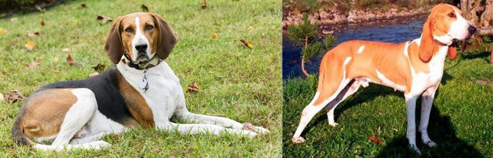 Schweizer Laufhund vs American English Coonhound - Breed Comparison