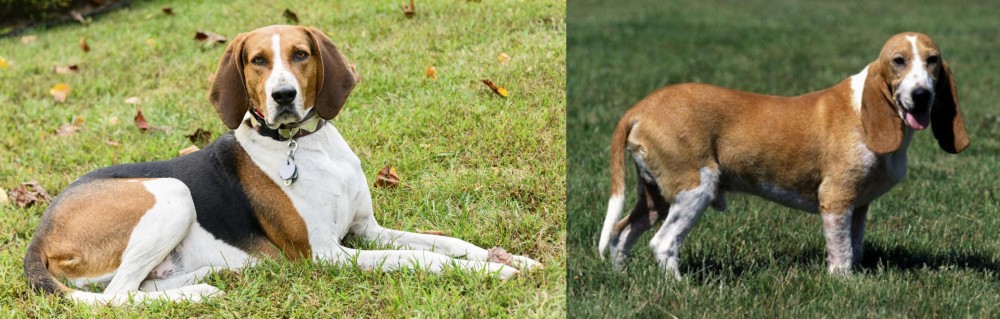 Schweizer Niederlaufhund vs American English Coonhound - Breed Comparison