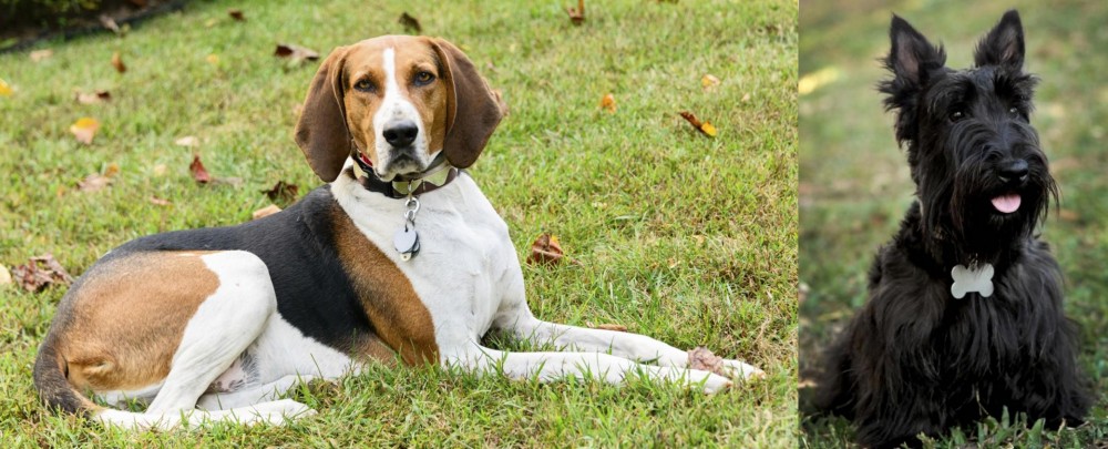 Scoland Terrier vs American English Coonhound - Breed Comparison