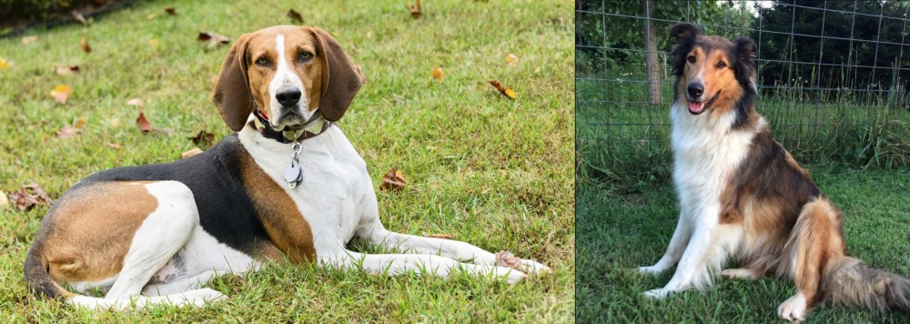 Scotch Collie vs American English Coonhound - Breed Comparison