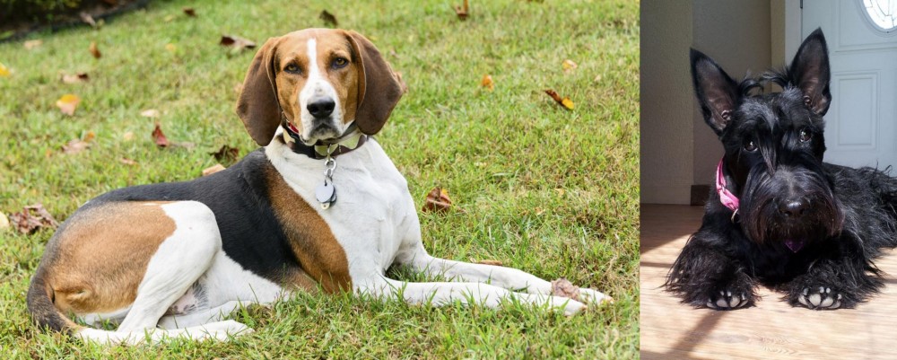 Scottish Terrier vs American English Coonhound - Breed Comparison