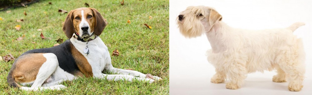 Sealyham Terrier vs American English Coonhound - Breed Comparison
