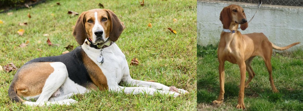Segugio Italiano vs American English Coonhound - Breed Comparison