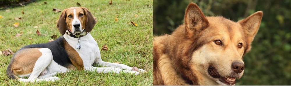 Seppala Siberian Sleddog vs American English Coonhound - Breed Comparison