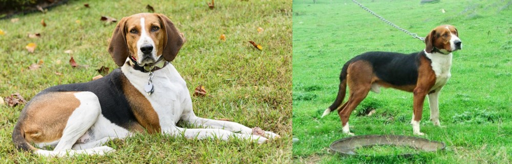 Serbian Tricolour Hound vs American English Coonhound - Breed Comparison