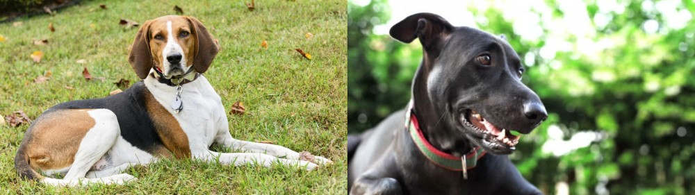 Shepard Labrador vs American English Coonhound - Breed Comparison