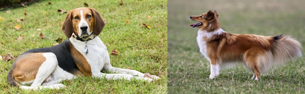 Shetland Sheepdog vs American English Coonhound - Breed Comparison