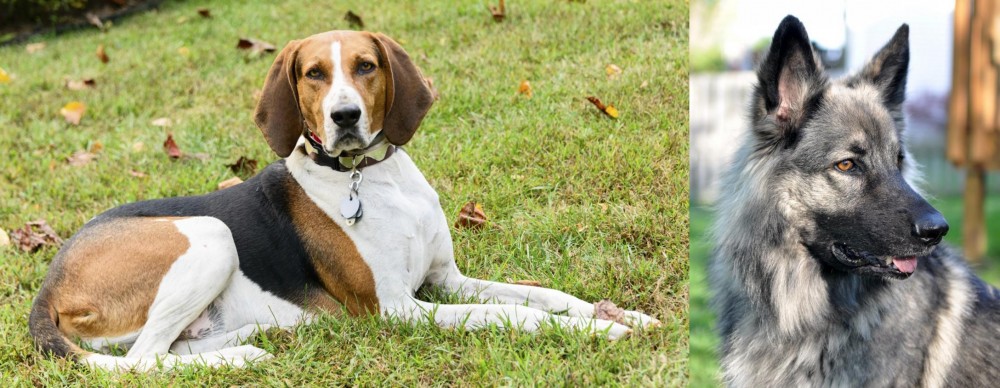 Shiloh Shepherd vs American English Coonhound - Breed Comparison