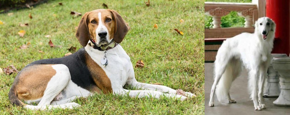 Silken Windhound vs American English Coonhound - Breed Comparison