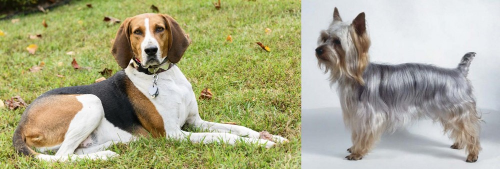 Silky Terrier vs American English Coonhound - Breed Comparison