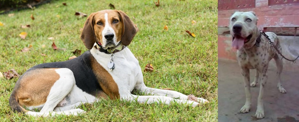 Sindh Mastiff vs American English Coonhound - Breed Comparison