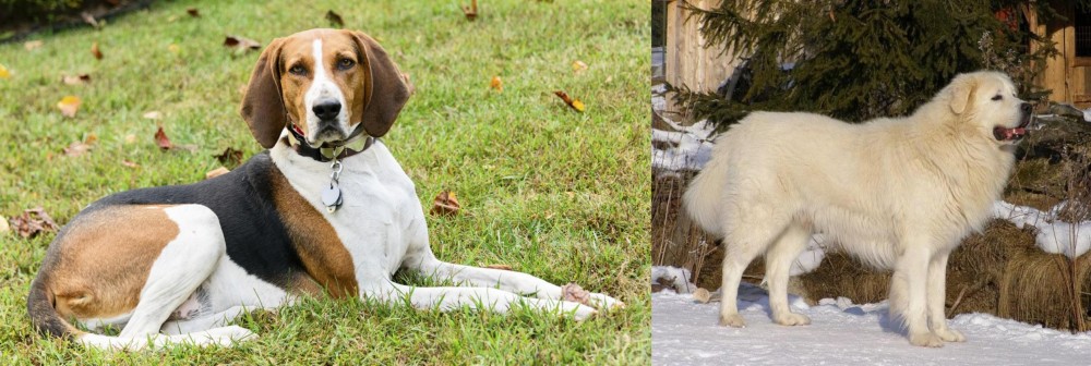 Slovak Cuvac vs American English Coonhound - Breed Comparison