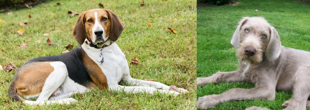 Slovakian Rough Haired Pointer vs American English Coonhound - Breed Comparison