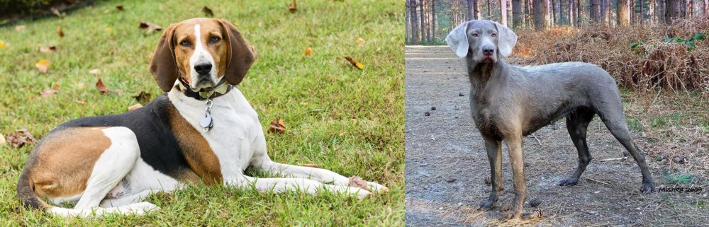 Slovensky Hrubosrsty Stavac vs American English Coonhound - Breed Comparison