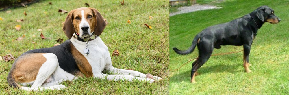 Smalandsstovare vs American English Coonhound - Breed Comparison