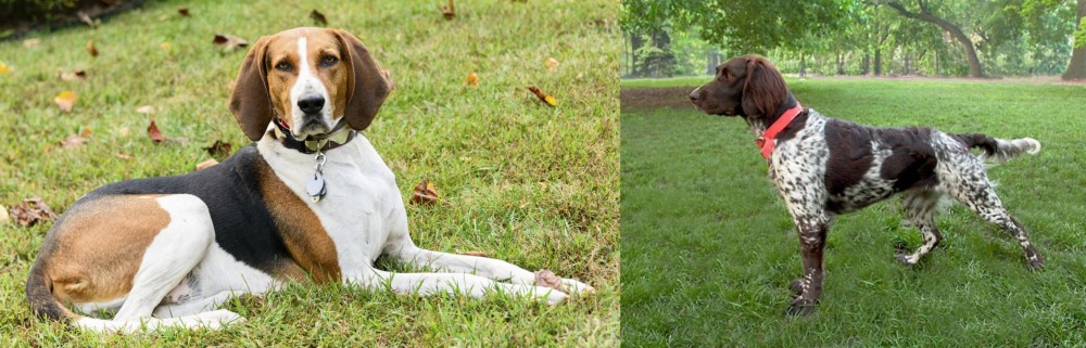 Small Munsterlander vs American English Coonhound - Breed Comparison