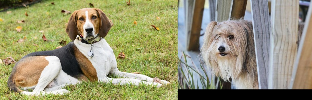 Smithfield vs American English Coonhound - Breed Comparison