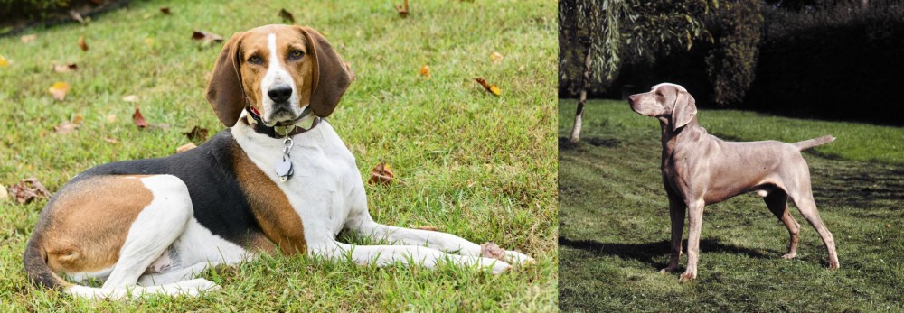Smooth Haired Weimaraner vs American English Coonhound - Breed Comparison