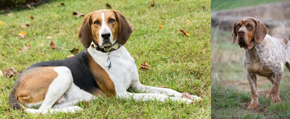 Spanish Pointer vs American English Coonhound - Breed Comparison