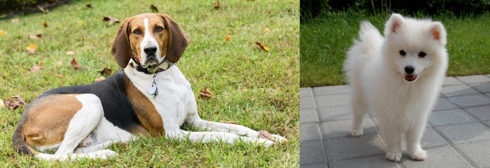 Spitz vs American English Coonhound - Breed Comparison