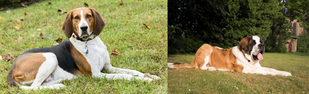 St. Bernard vs American English Coonhound - Breed Comparison