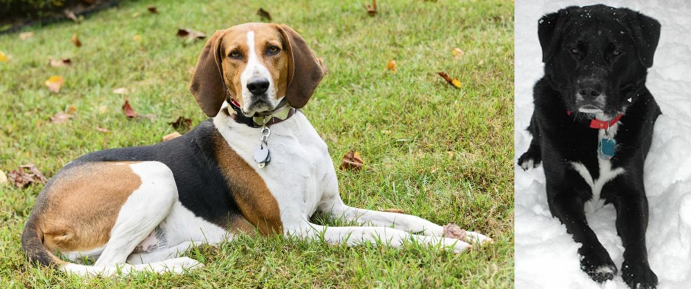 St. John's Water Dog vs American English Coonhound - Breed Comparison